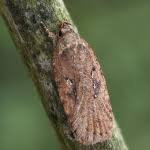 Attēlu rezultāti vaicājumam “Agonopterix ciliella”