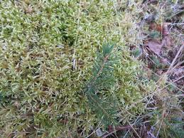 Attēlu rezultāti vaicājumam “Pleurozium schreberi sporophyte”