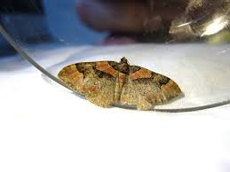 Attēlu rezultāti vaicājumam “Catarhoe rubidata”