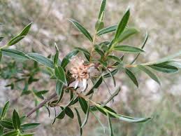 Attēlu rezultāti vaicājumam “Salix repens subsp. rosmarinifolia”