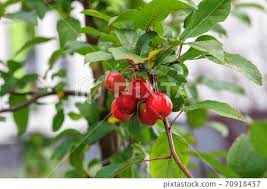 Attēlu rezultāti vaicājumam “Malus prunifolia”