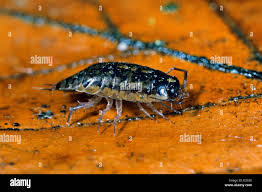 Attēlu rezultāti vaicājumam “Ligidium hypnorum”