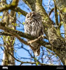 Attēlu rezultāti vaicājumam “Strix aluco juvenile”