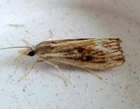 Attēlu rezultāti vaicājumam “Catoptria verellus”