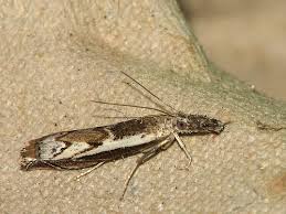 Attēlu rezultāti vaicājumam “Platytes alpinella”