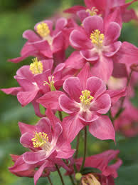 Image result for Aquilegia