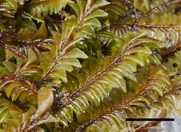 Attēlu rezultāti vaicājumam “Plagiochila”