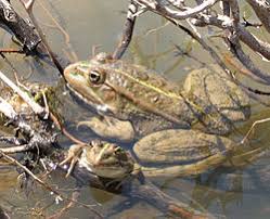 Attēlu rezultāti vaicājumam “Pelophylax”