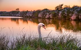 Image result for Sussex Swans