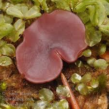 Attēlu rezultāti vaicājumam “Ascocoryne cylichnium”