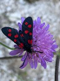 Attēlu rezultāti vaicājumam “Zygaena sp.”
