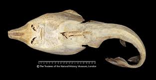 Image result for Rhinobatos rhinobatos