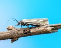 Attēlu rezultāti vaicājumam “Crambus lathoniellus”