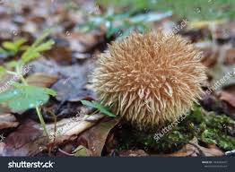 Attēlu rezultāti vaicājumam “Lycoperdon echinatum”