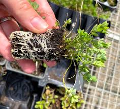 Attēlu rezultāti vaicājumam “Peucedanum palustre leaf”