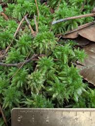 Attēlu rezultāti vaicājumam “Sphagnum fimbriatum”