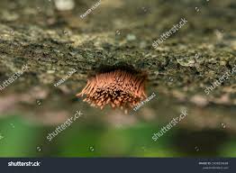 Attēlu rezultāti vaicājumam “Stemonitis axifera”