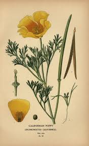 Attēlu rezultāti vaicājumam “Eschscholzia californica”