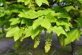 Attēlu rezultāti vaicājumam “Acer pseudoplatanus flower”