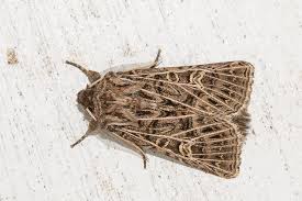 Attēlu rezultāti vaicājumam “Tholera decimalis male”