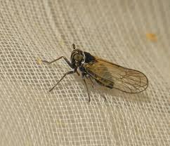 Attēlu rezultāti vaicājumam “Javesella pellucida”