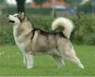 File:Alaskan Malamute.jpg - Wikipedia, the free encyclopedia
