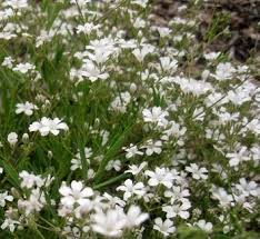 Attēlu rezultāti vaicājumam “Gypsophila fastigiata leaf”
