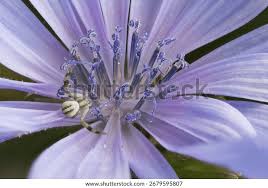 Attēlu rezultāti vaicājumam “Cichorium intybus flower”