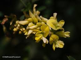 Attēlu rezultāti vaicājumam “Medicago sativa subsp. sativa”