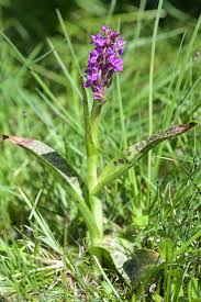 Attēlu rezultāti vaicājumam “Dactylorhiza cruenta”