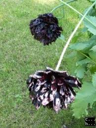 Image result for Papaver somniferum Black