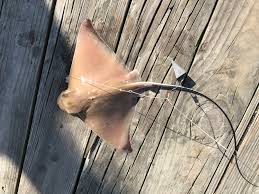 Image result for Myliobatis freminvillei