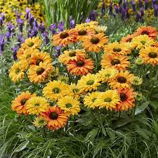 Image result for Echinacea Lustre hybrids