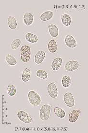 Attēlu rezultāti vaicājumam “Clavaria sphagnicola”