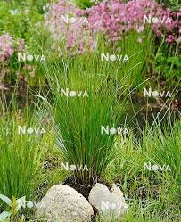 Attēlu rezultāti vaicājumam “Juncus compressus”