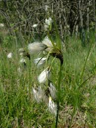 Attēlu rezultāti vaicājumam “Eriophorum latifolium leaf”