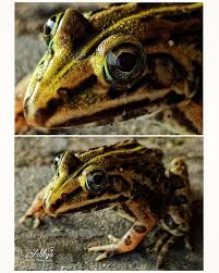 Attēlu rezultāti vaicājumam “Pelophylax juvenile”