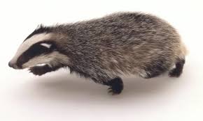 Attēlu rezultāti vaicājumam “Meles meles”