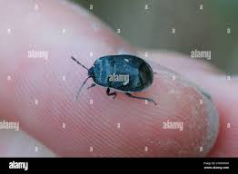 Attēlu rezultāti vaicājumam “Adomerus biguttatus”