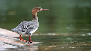 Attēlu rezultāti vaicājumam “Mergus serrator female”