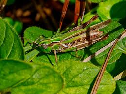 Attēlu rezultāti vaicājumam “Javesella pellucida male”