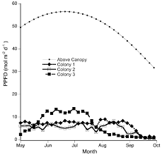Attēlu rezultāti vaicājumam “Plagiochila porelloides sporophyte”