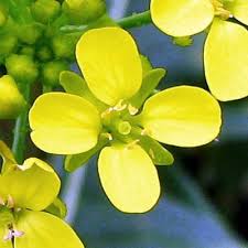 Attēlu rezultāti vaicājumam “Bunias orientalis flower”