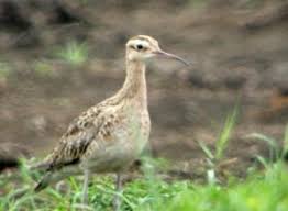 Image result for Numenius minutus