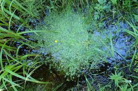 Attēlu rezultāti vaicājumam “Callitriche cophocarpa”