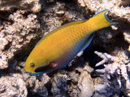 Image result for Chlorurus gibbus