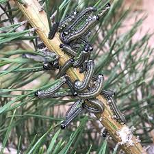 Attēlu rezultāti vaicājumam “Neodiprion sertifer”