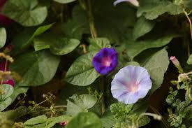 Image result for Prunkwinde