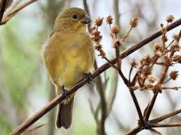 Attēlu rezultāti vaicājumam “Neckera complanata sporophyte”