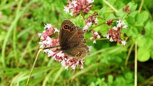 Attēlu rezultāti vaicājumam “Erebia ligea”